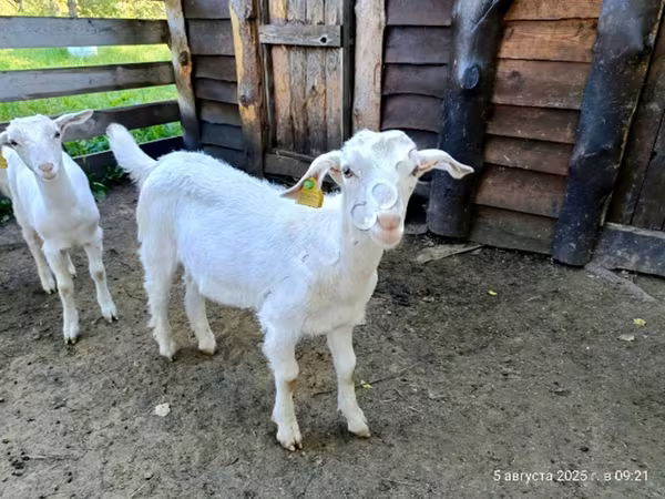 Kozioł, Saanen goat — Rosja