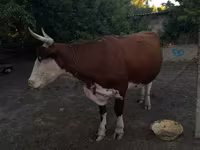 Vaca, Ganado vacuno — foto 3