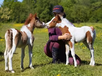 Hengst, American shetland pony — Foto 1