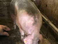 Locha, Świnie — zdjęcie 2