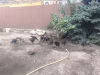 Chickens — photo 8