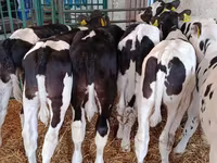 Toro, Raza Holstein — foto 8