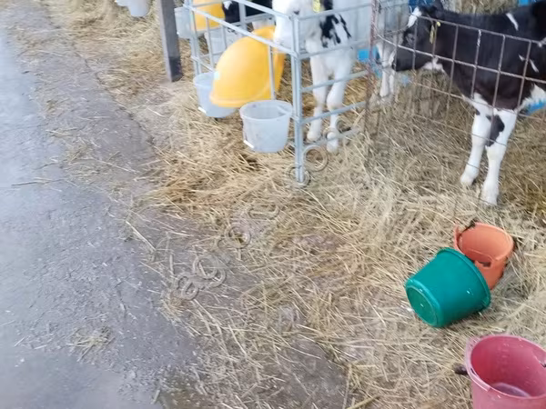 Byk, Swiss cattle