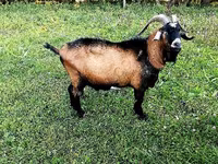 Ziegenbock, Czech Brown Shorthaired goats — Foto 1