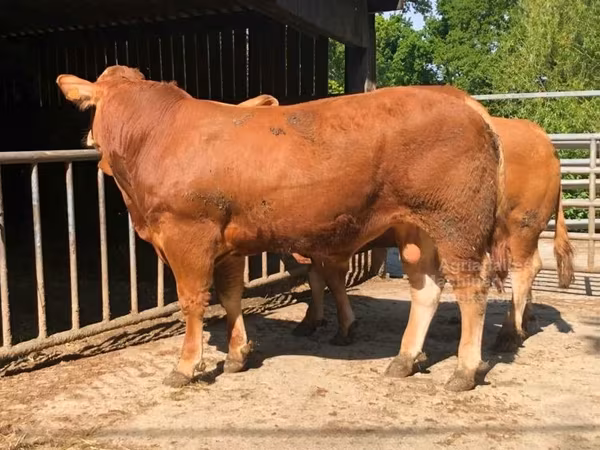 Byk, Krowa limuzyńska