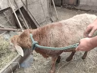 Baran, Owce — zdjęcie 1