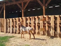 Baran, Edilbay sheep — zdjęcie 1
