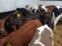 Bull, Cattle — photo 2