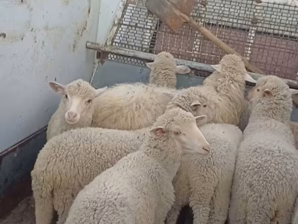 Owca, Merino sheep