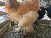 Brahma — photo 8