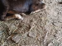Cow, Alatau breed — photo 2
