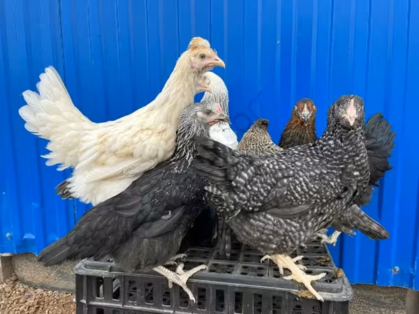Adler Silver