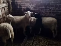 Baran, Katum sheep — zdjęcie 2