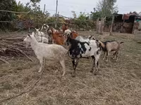 Kozioł, Nubian Goat — zdjęcie 4