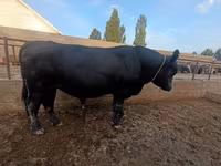 Bull, Aberdeen-Angus — photo 3