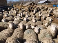 Baran, Kuibyshev sheep — zdjęcie 4