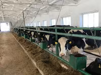 Vaca, Raza Holstein — foto 6