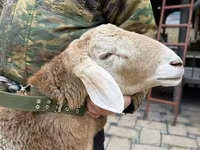 Ram, Sheep — photo 8
