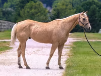 Koń, Quarter Horse — zdjęcie 3