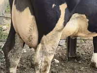 Cow, Russian Black pied cattle — photo 8