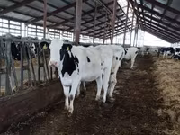Krowa, Russian Black pied cattle — zdjęcie 5