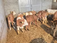 Toro, Ganado vacuno — foto 5
