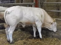 Byk, Blonde d’Aquitane cattle — zdjęcie 6