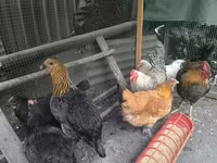 Chickens — photo 5