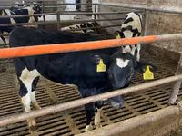 Kuh, Holstein-Rasse — Foto 4