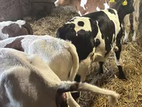 Byk, Simmental cattle — zdjęcie 6