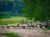 Baran, Romanov sheep — zdjęcie 4