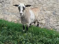 عنزة, الماعز — الصورة 2