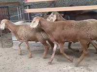 Carnero, Edilbay sheep — foto 2