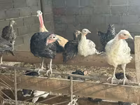 Turkeys — 照片 4