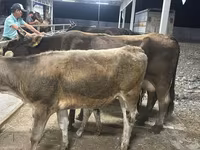 Cow, Ukrainian Brown Dairy Cattle — photo 3