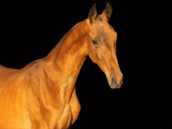 Koń, Akhal-Teke