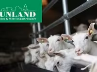 Koza, Saanen goat — zdjęcie 8
