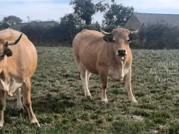 Krowa, Aubrac cattle
