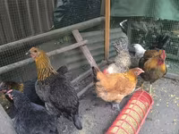 Chickens — photo 3