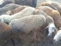 Ram, Hissar sheep — photo 3