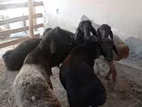 Baran, Owce — zdjęcie 2