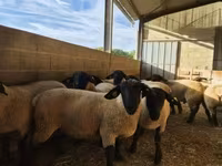 Baran, White Suffolk sheep — zdjęcie 2
