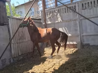 Koń, Arabian horse — zdjęcie 1