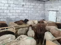 Sheep, Sheep — photo 8