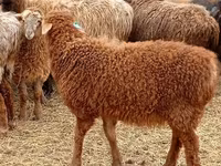 Baran, Edilbay sheep — zdjęcie 1