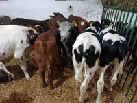 Bull, Cattle — photo 5