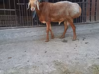 Widder, Saryarka sheep — Foto 1
