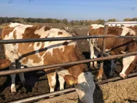 Krowa, Czerwonobiałe bydło — zdjęcie 2