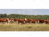 Byk, Kazachska białogłowa krowa — zdjęcie 5