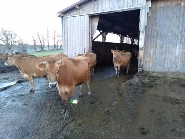Krowa, Rasa jerseyjska
